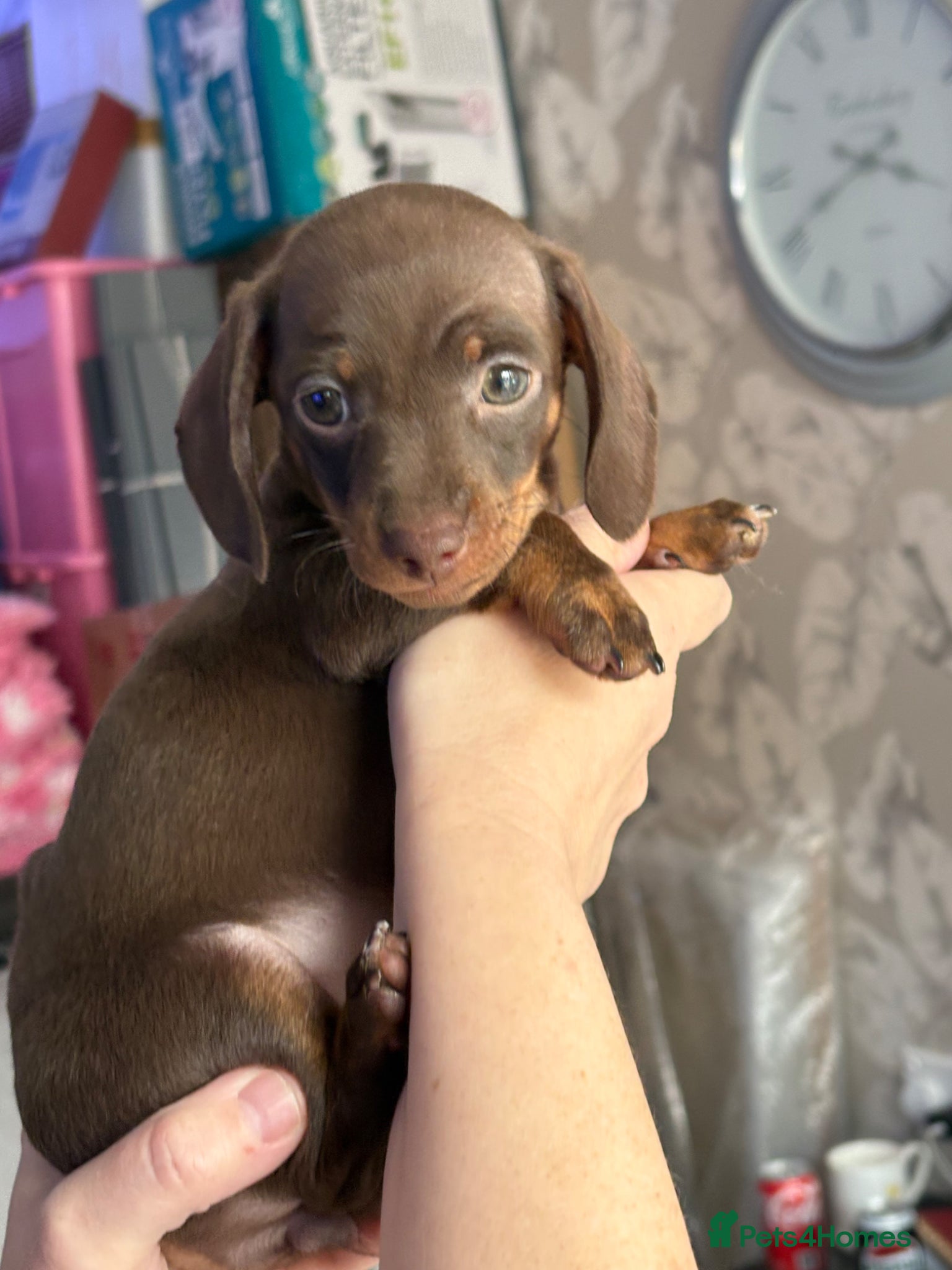 Miniature Dachshund dogs KC registered PRA clear mini dacshunds puppies - Advert 1