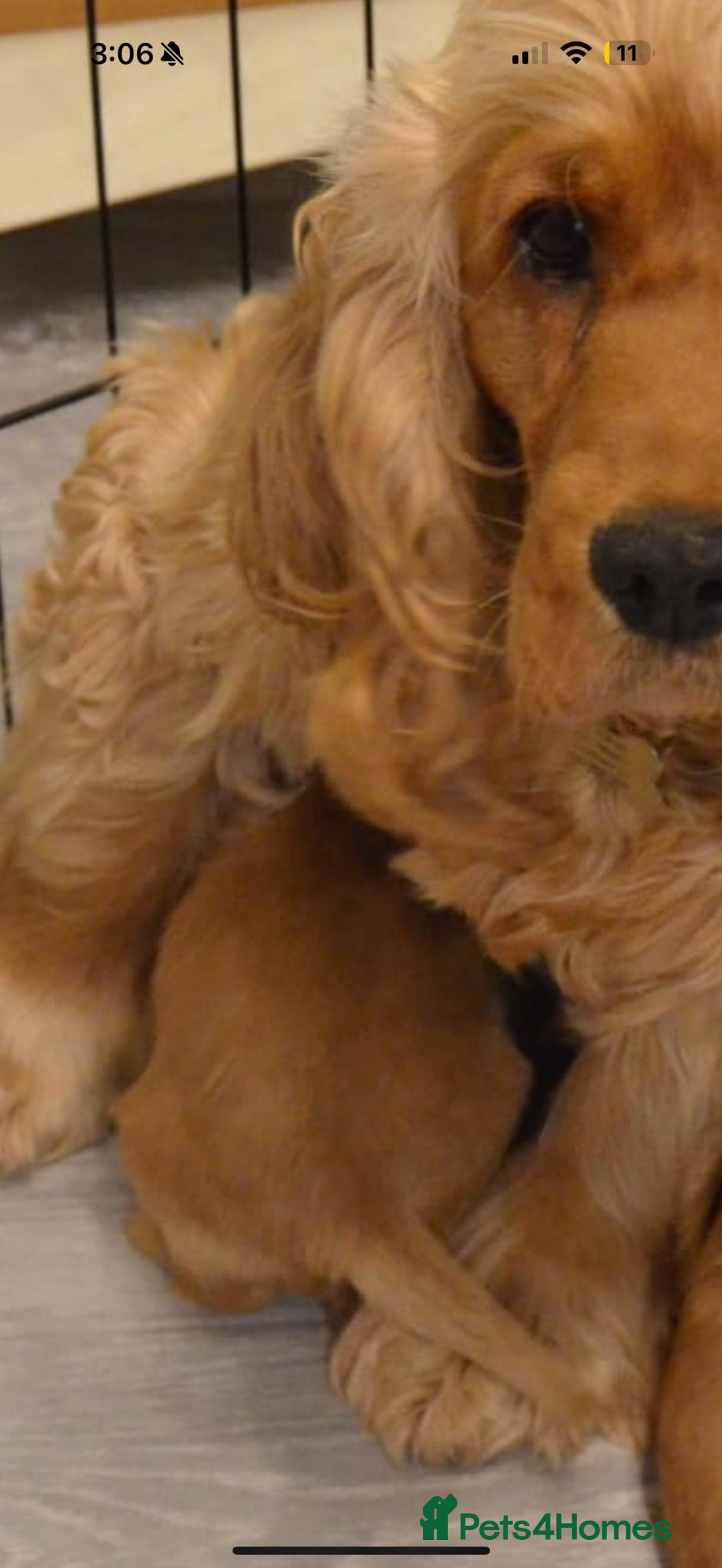 Cocker Spaniel dogs for sale: Outstanding Show cocker spaniels  - Image 9