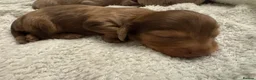 Miniature Dachshund dogs for sale: 3 Long hair mini dachshund puppies - Advert 36