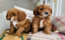 Cavapoo dogs for sale: Adorable Health Tested Cavapoo Puppies - Image 11