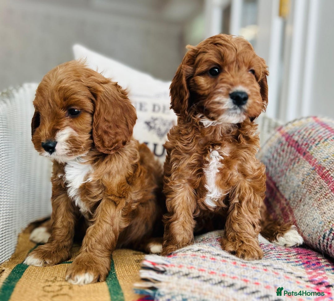 Cavapoo dogs for sale: Adorable Health Tested Cavapoo Puppies - Image 11