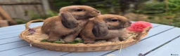 Mini Lop rabbits for sale: Two Mini lops and 4 Dwarf lops available - Advert 19
