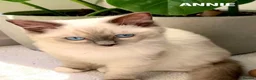 Ragdoll cats for sale: Stunning fluffy blue-point ragdoll female kittens  - Advert 2