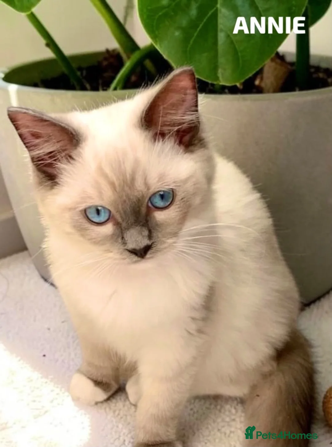 Ragdoll cats for sale: Stunning fluffy blue-point ragdoll female kittens  - Advert 2
