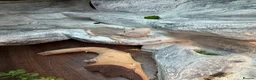 Bearded Dragon reptiles for sale: 2yo Bearded Dragon + Custom Vivarium & Full Setup - Advert 5