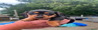Dachshund 5