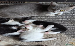 Mixed Breed cats for sale: Male kittens - Image 3