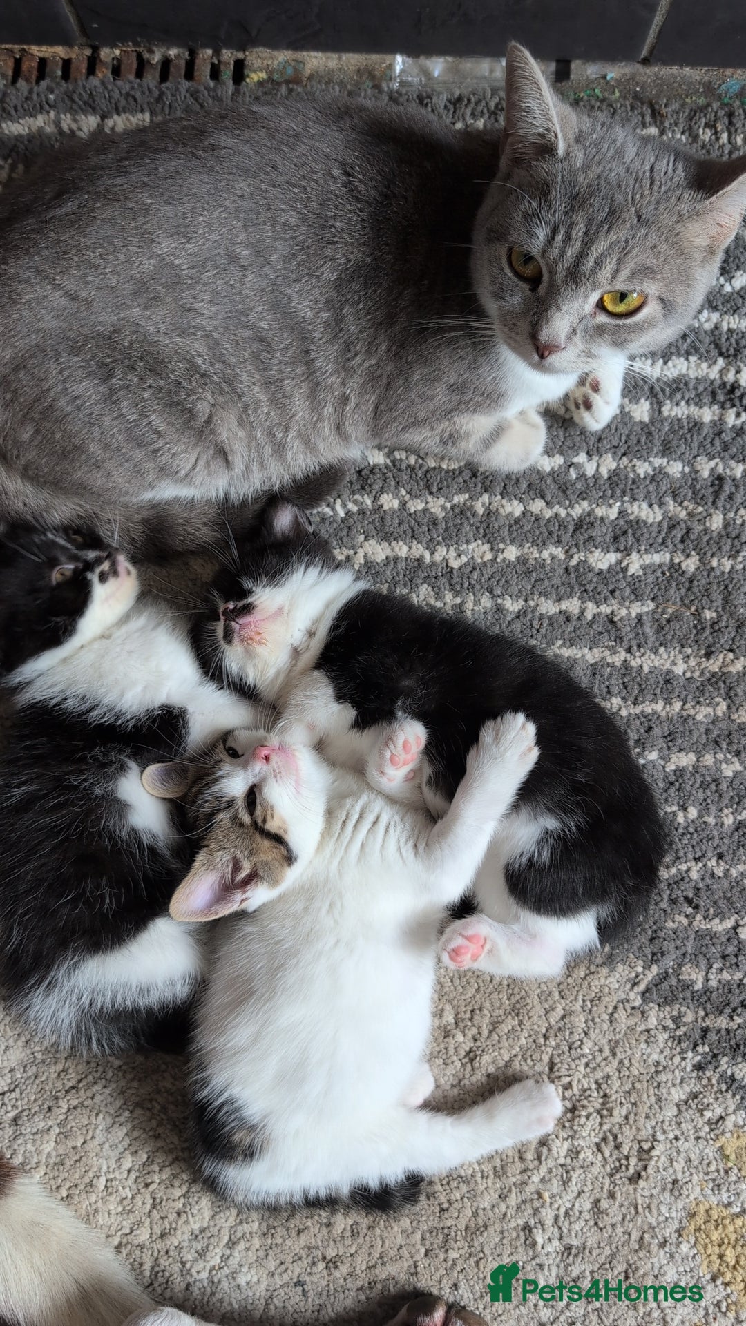 Mixed Breed cats for sale: Male kittens - Image 3