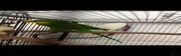 Parrots birds for sale: Superb parrot pair male and female  in Luton - Advert 11