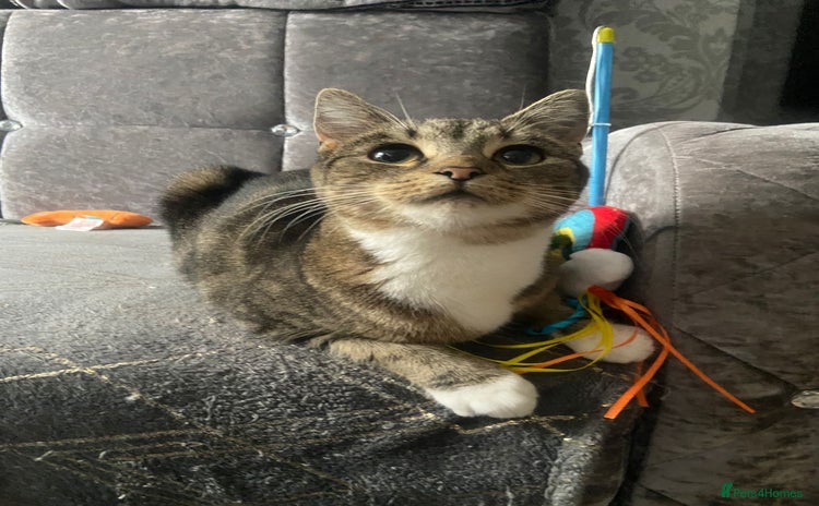 Domestic Shorthair cats - Advert 1