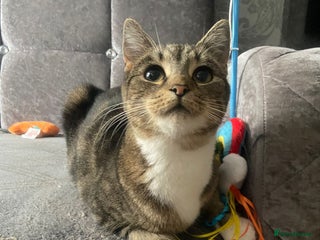 Domestic Shorthair cats - Advert 25