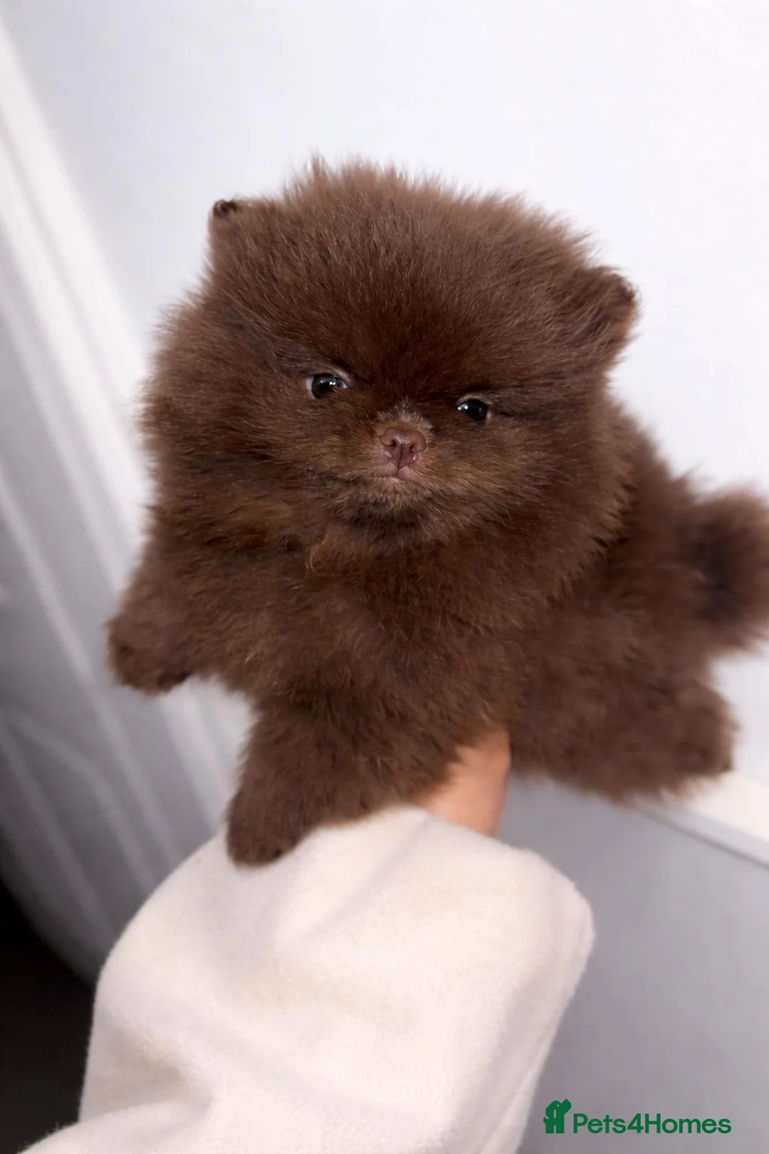 Pomeranian dogs for sale: Pomeranian puppy’s  - Advert 2