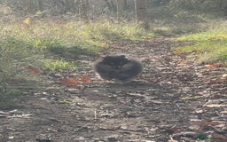 Pomeranian dogs for sale: Pick of litter Pom puppy - Image 2