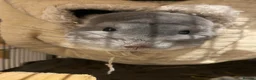 Chinchilla rodents for sale: Tofu looking for a loving new home in Bristol - Advert 6