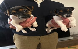 Jack Russell dogs for sale: Jack Russel bitch pups - Image 1