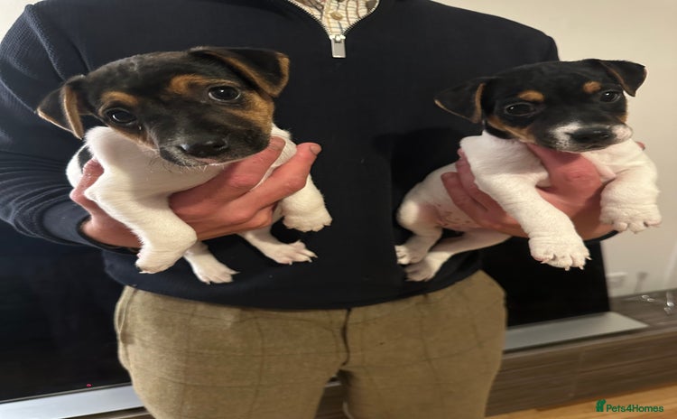 Jack Russell dogs - Advert 1