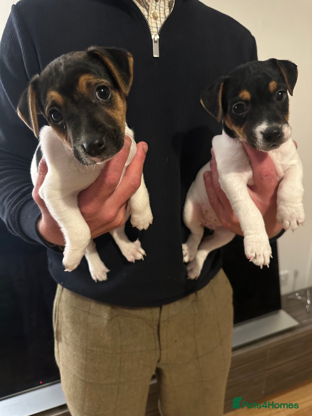 Jack Russell dogs for sale: Jack Russel bitch pups - Image 1