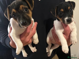 Jack Russell dogs - Advert 3