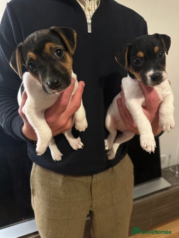 Jack Russell dogs - Advert 5