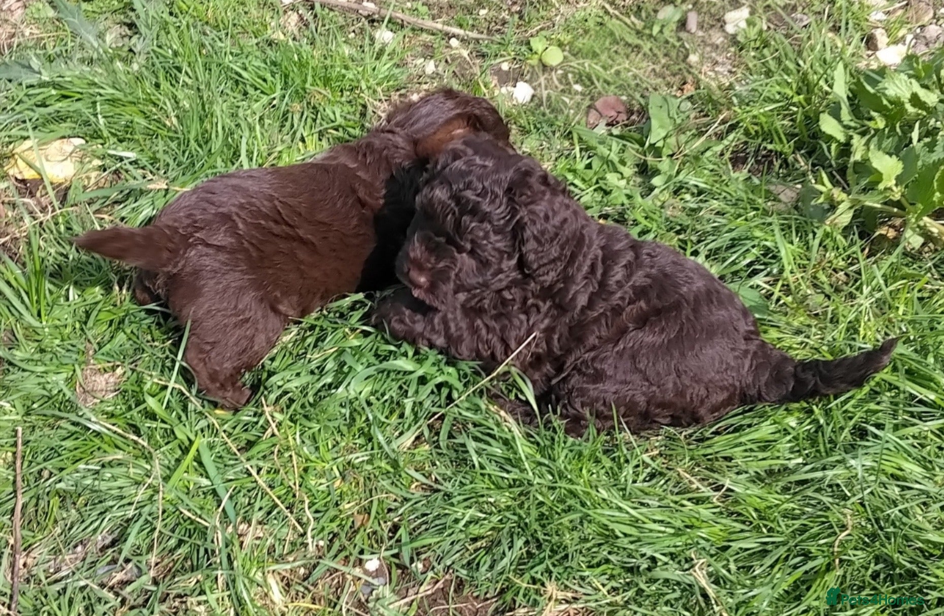 Labradoodle dogs F1b Beautiful miniature Labradoodle puppies - Advert 11
