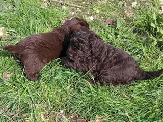 Labradoodle dogs F1b Beautiful miniature Labradoodle puppies - Advert 11