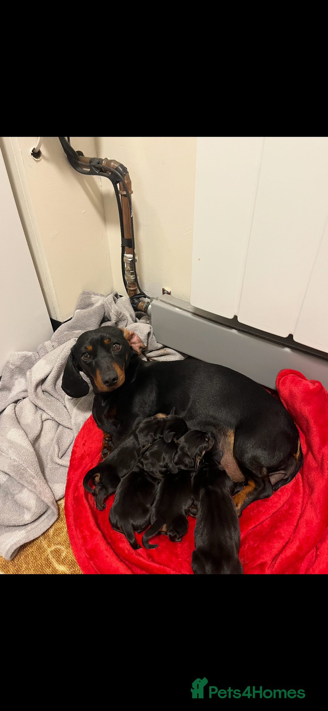 Dachshund dogs for sale: Lovely little Dashound puppies - Advert 2