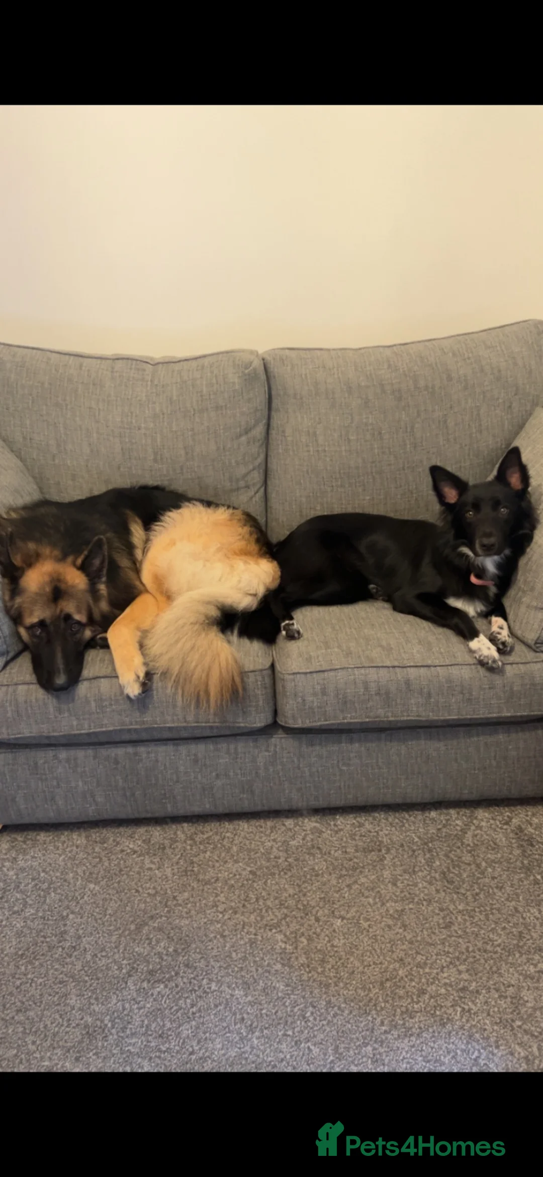 Mixed Breed dogs for sale: Shollie pups (German shepherd & Border collie) in Castleford - Advert 13