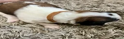 Saint Bernard dogs for sale: Beautiful KC registered show quality Puppies.  - Advert 16