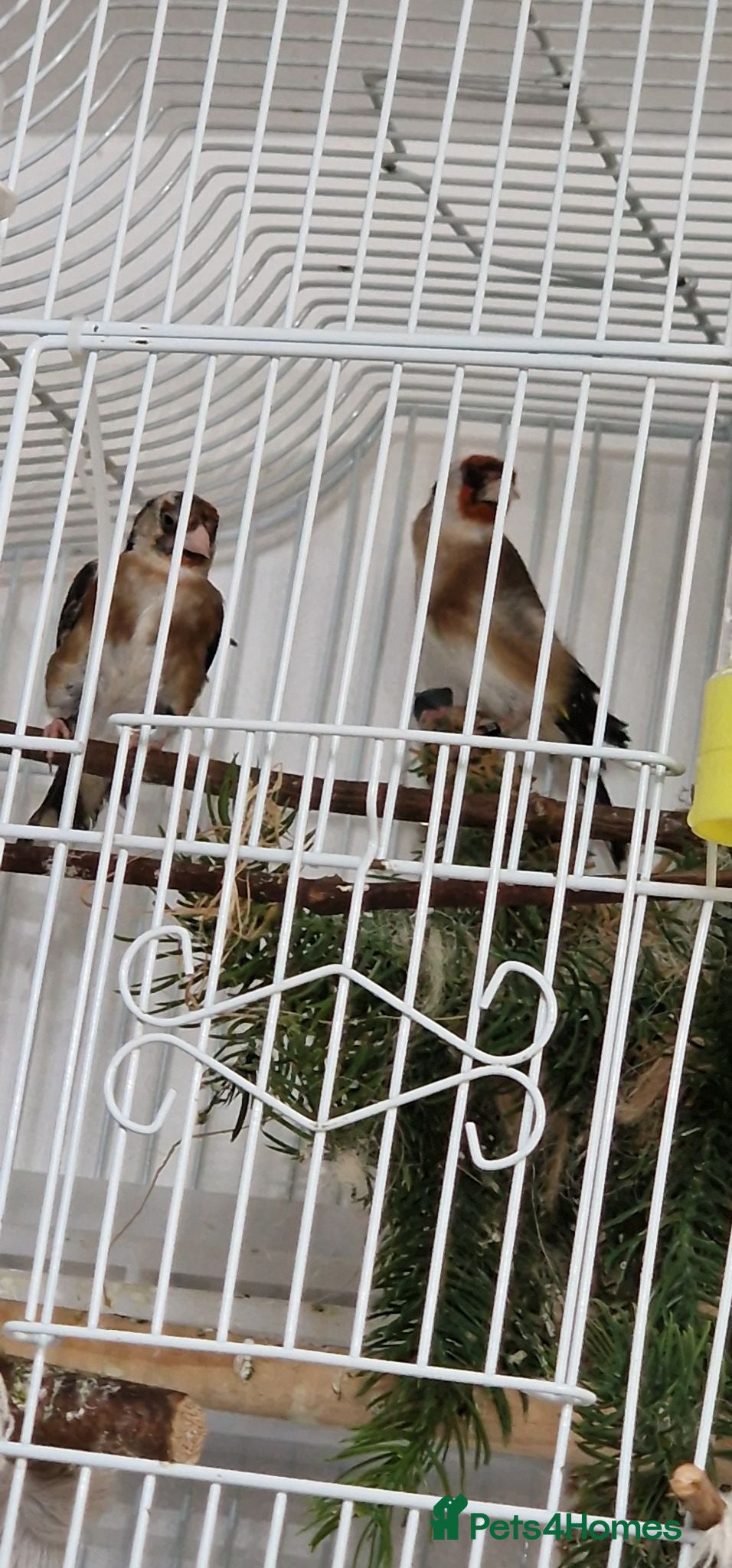 Finches birds 2 male and 2 fimale  - Advert 1