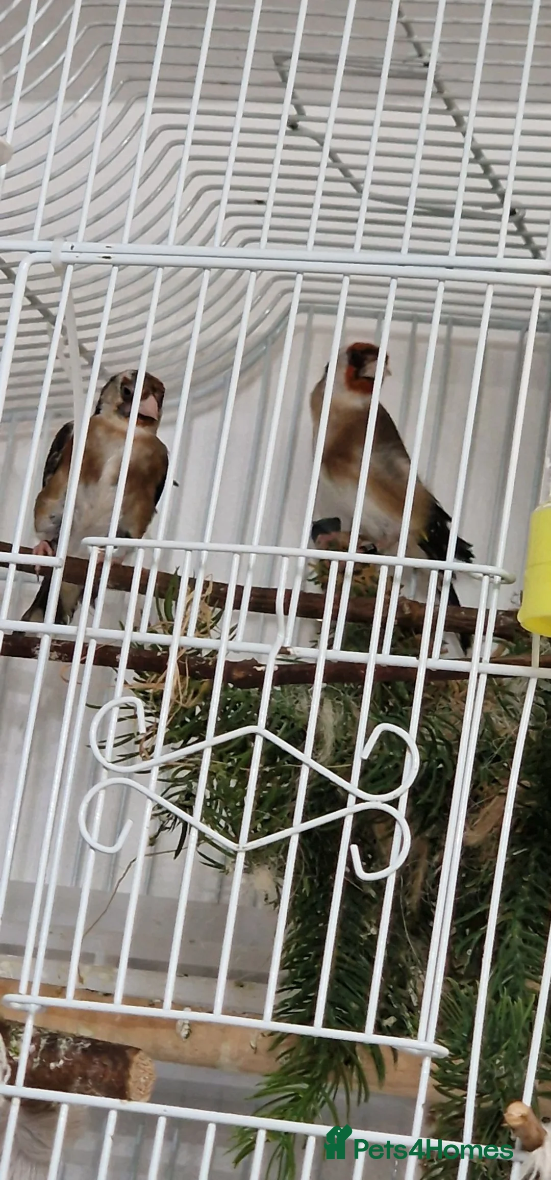 Finches birds for sale: 2 male and 2 fimale  in Halifax - Advert 1