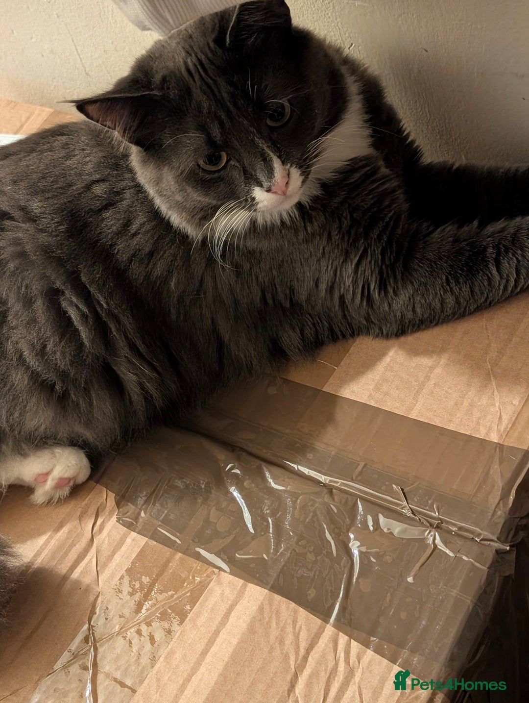 Mixed Breed cats for sale: My boy needs a new home  - Advert 4