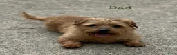 Mixed Breed dogs for sale: Norfolk x Sealyham puppies  - Advert 6