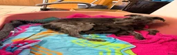 Lurcher dogs for sale: STUNNING *Isabella Blue Mini Lurcher, Lead Candy! - Advert 6