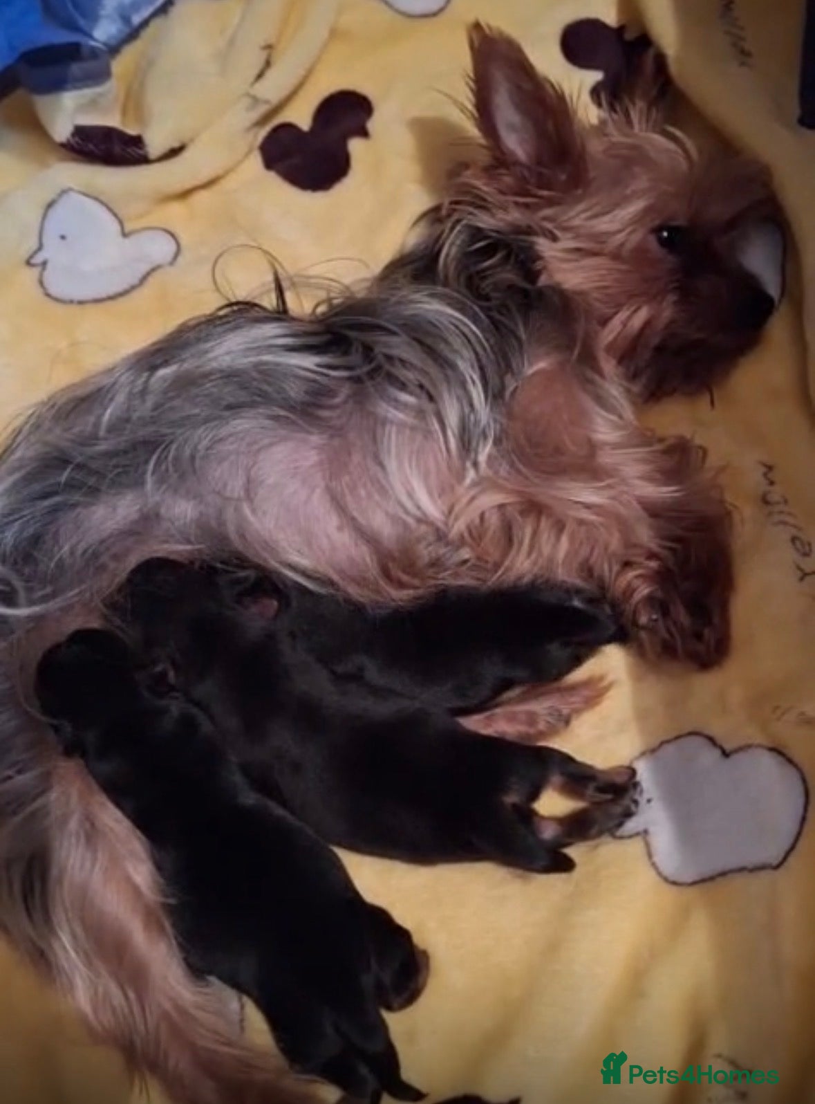 Shorkie dogs Shorkie puppies  - Advert 12