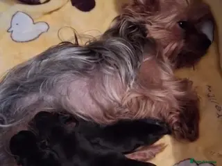 Shorkie dogs Shorkie puppies - Advert 1