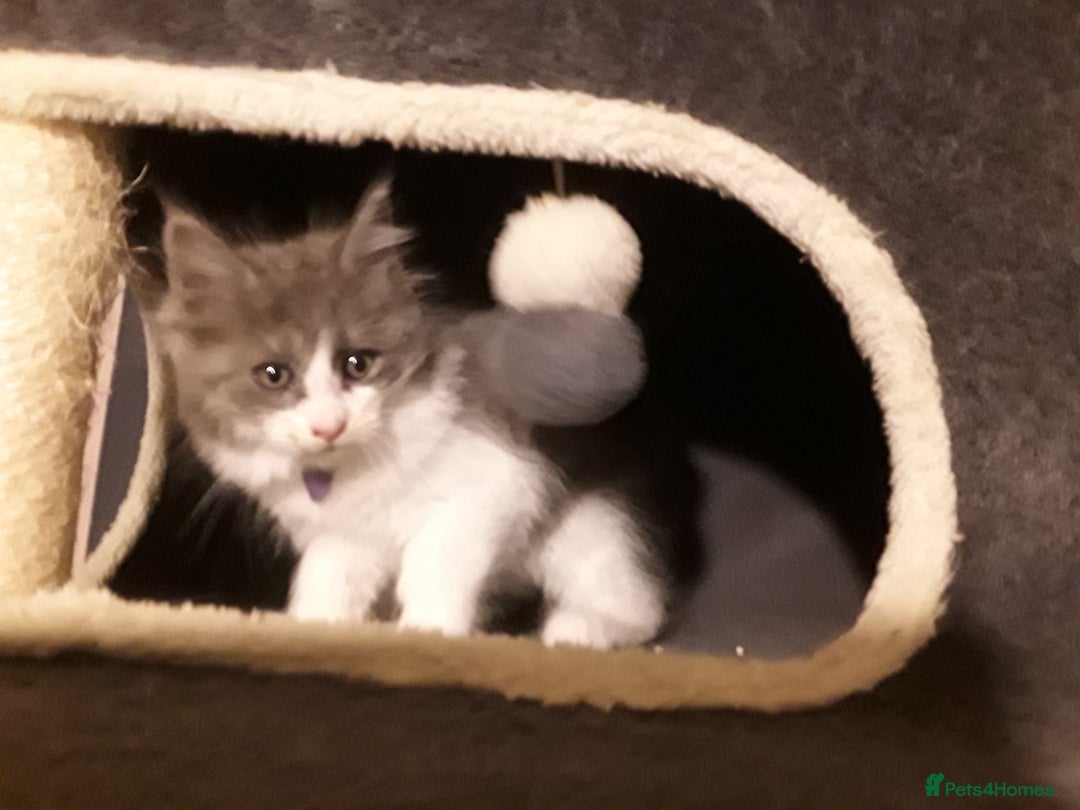 Maine Coon cats for sale: Mainecoon  x ragdolls - Advert 40