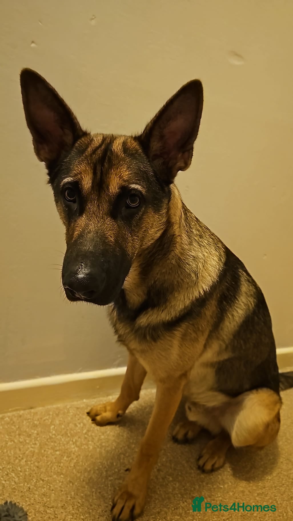 German Shepherd dogs Male pup  - Advert 1