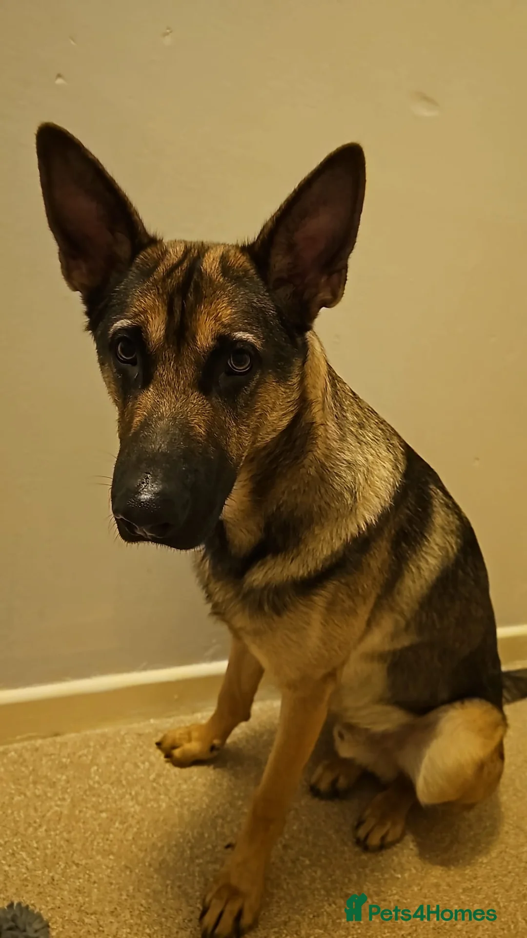 German Shepherd dogs for sale: Male pup  - Advert 1