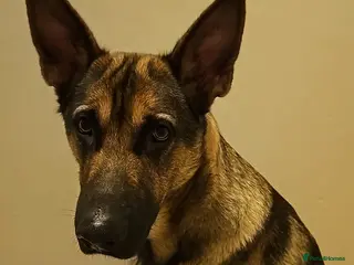 German Shepherd dogs Male pup - Advert 1