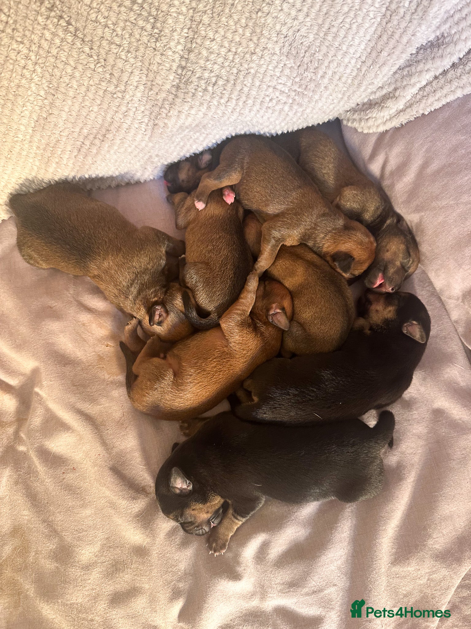 Mixed Breed dogs for sale: Patterdale X Lakeland Puppies for Sale in Letchworth Garden City - Advert 33