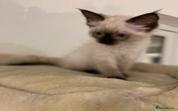 Ragdoll cats for sale: Luxury Champion Line Ragdoll Pedigree Kittens - Image 5