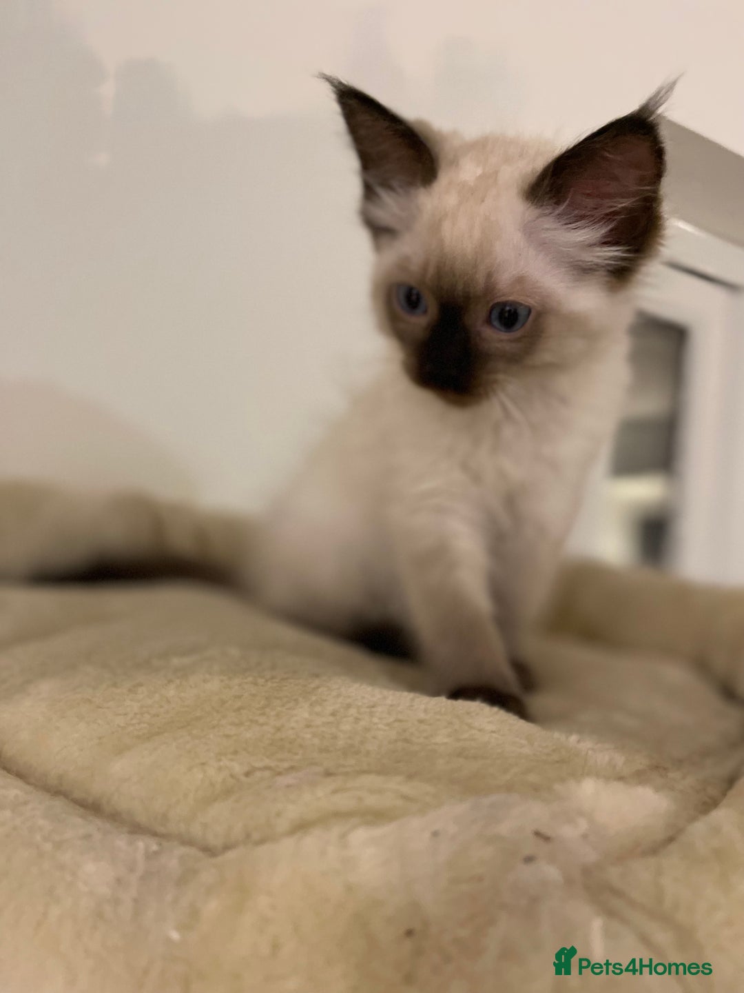 Ragdoll cats for sale: Luxury Champion Line Ragdoll Pedigree Kittens - Image 5