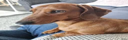 Miniature Dachshund dogs for sale: Miniature Dachshunds (short-haired) - Advert 2