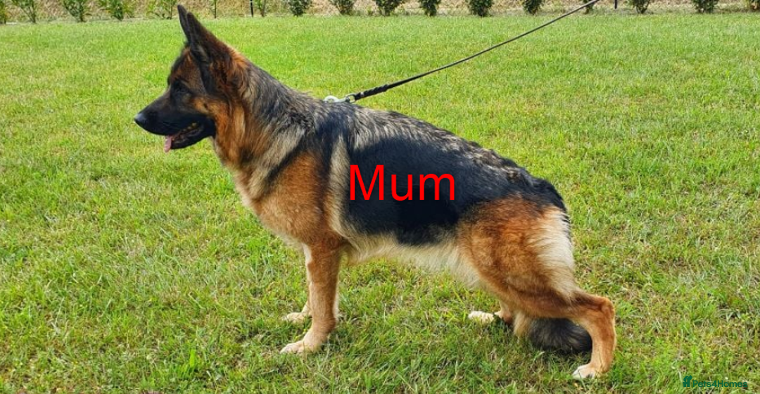 German Shepherd dogs for sale: New Home ASAP – 5-Month-Old German Shepherd  - Image 8