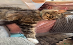 Bengal cats for sale: 2 year old for adoption  - Image 8