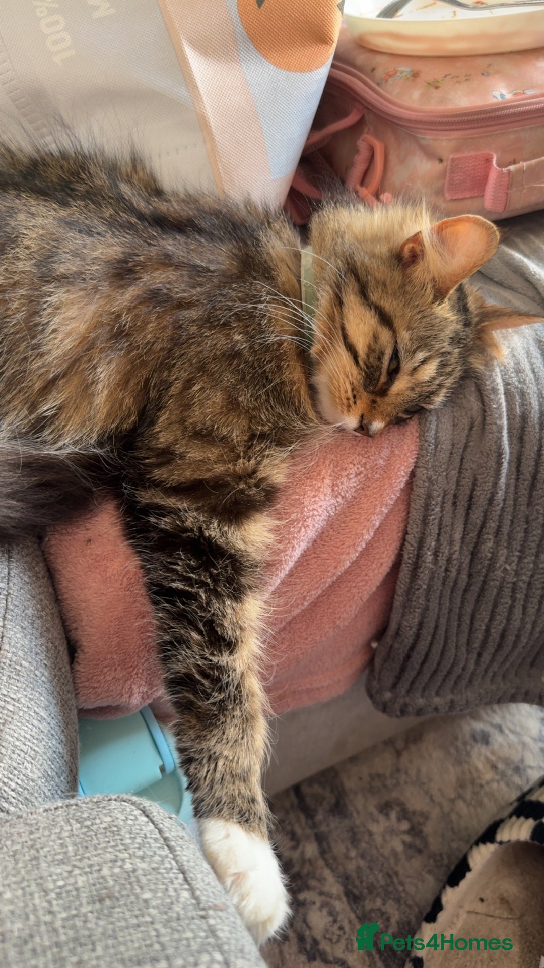 Bengal cats for sale: 2 year old for adoption  - Image 8