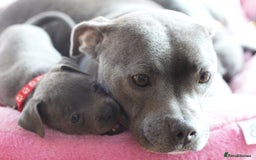 Staffordshire Bull Terrier dogs for sale: 🧸 Adorable Staffy puppies 🧸 - Image 4
