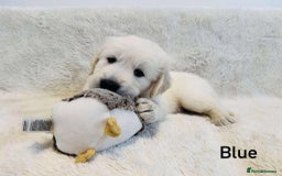Golden Retriever dogs for sale: 🐾KC Golden Retriever Puppies for Sale 🐾 - Image 3