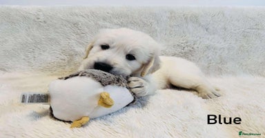 Golden Retriever dogs - Advert 7