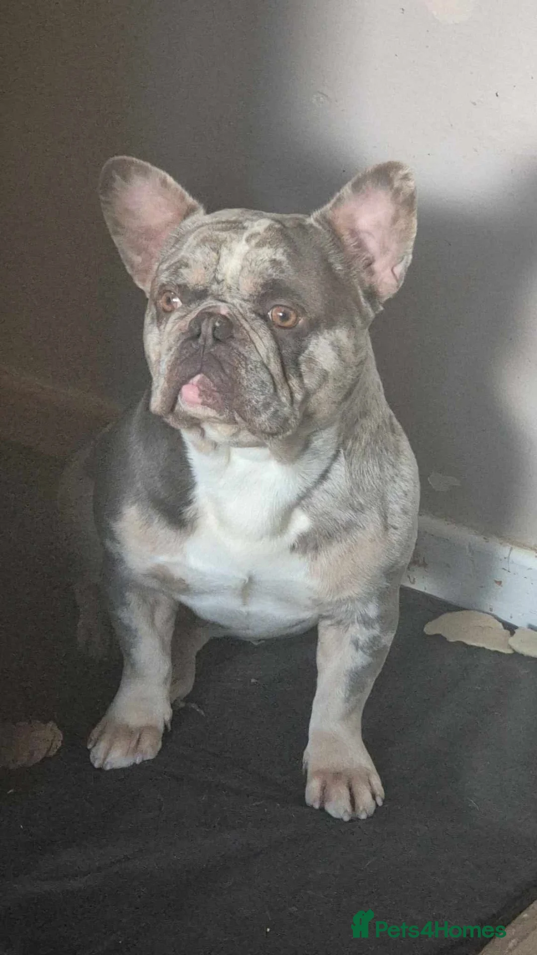 French Bulldog dogs for stud: Merle French bulldog carries fluffy - Advert 1